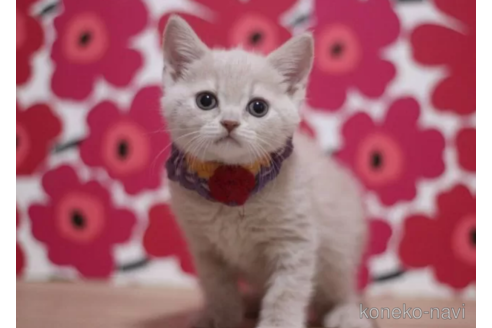 成約済の東京都のマンチカン-100754の1枚目